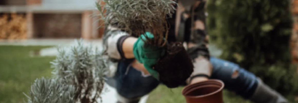 Person pflanzt Lavendel ein
